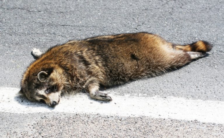 Dead Animal Removal in Maryland – KP Wildlife Control