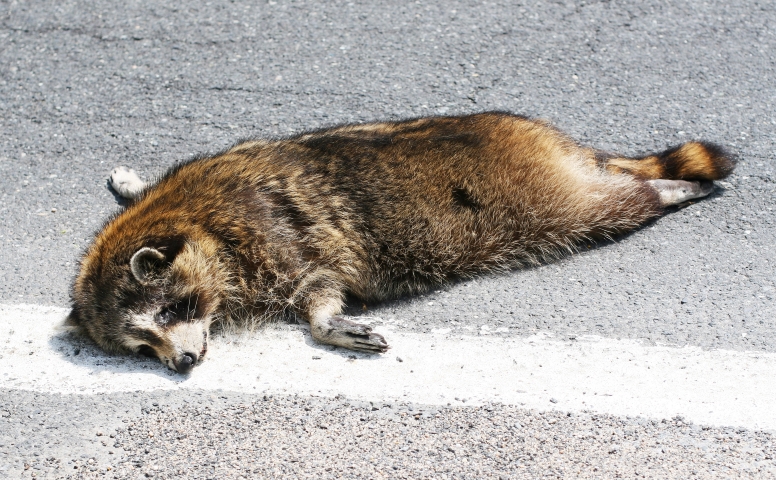 Maryland Dead Animal Removal | KP Wildlife Control