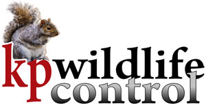 wildlife control company