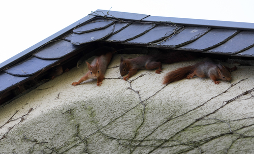 squirrels in attic