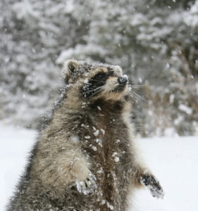 raccoon removal winter pests