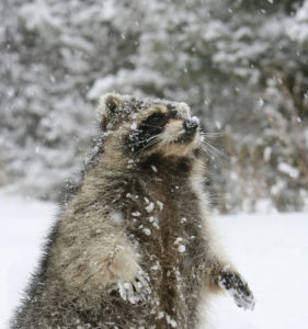 how do raccoons survive winter