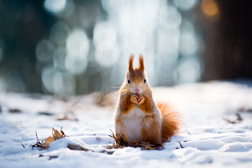 squirrel raccoon bird winter pest attic