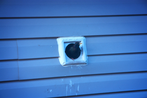 bird in vent
