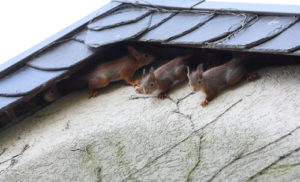 squirrels in attic