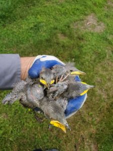 Bird in vent removal