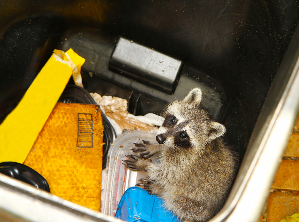 raccoon wildlife removal