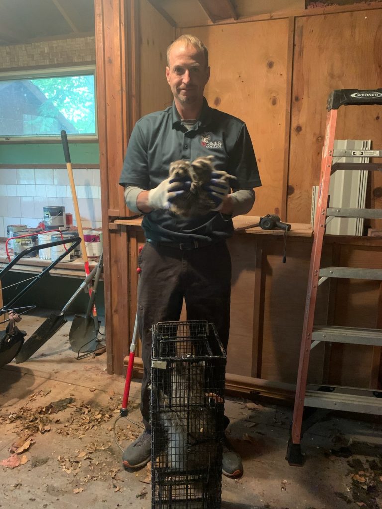 Maryland Raccoon Removal | KP Wildlife Control