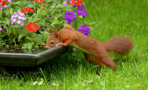 squirrel removal wildlife removal