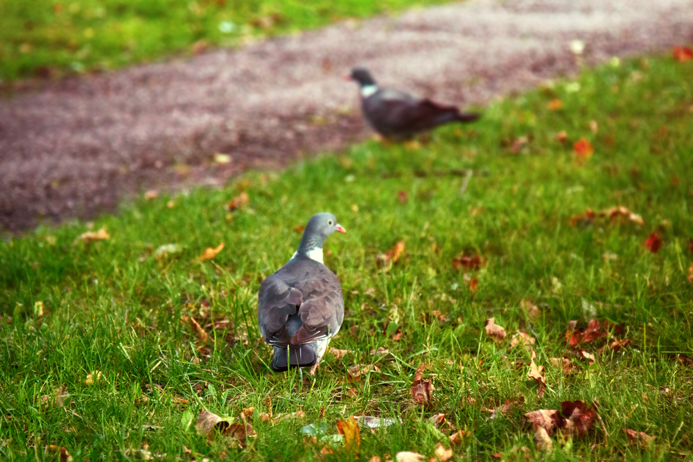 anne arundel county bird removal