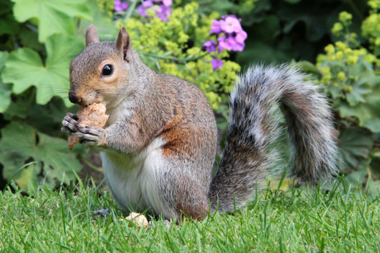 Summer Behavior Patterns in Squirrels – KP Wildlife Control