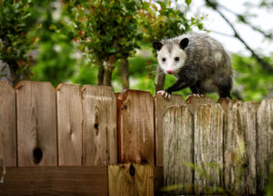5 Things in Your House That Are Attracting Wildlife | KP Wildlife Control 5 Things in Your House That Are Attracting Wildlife | KP Wildlife Control
