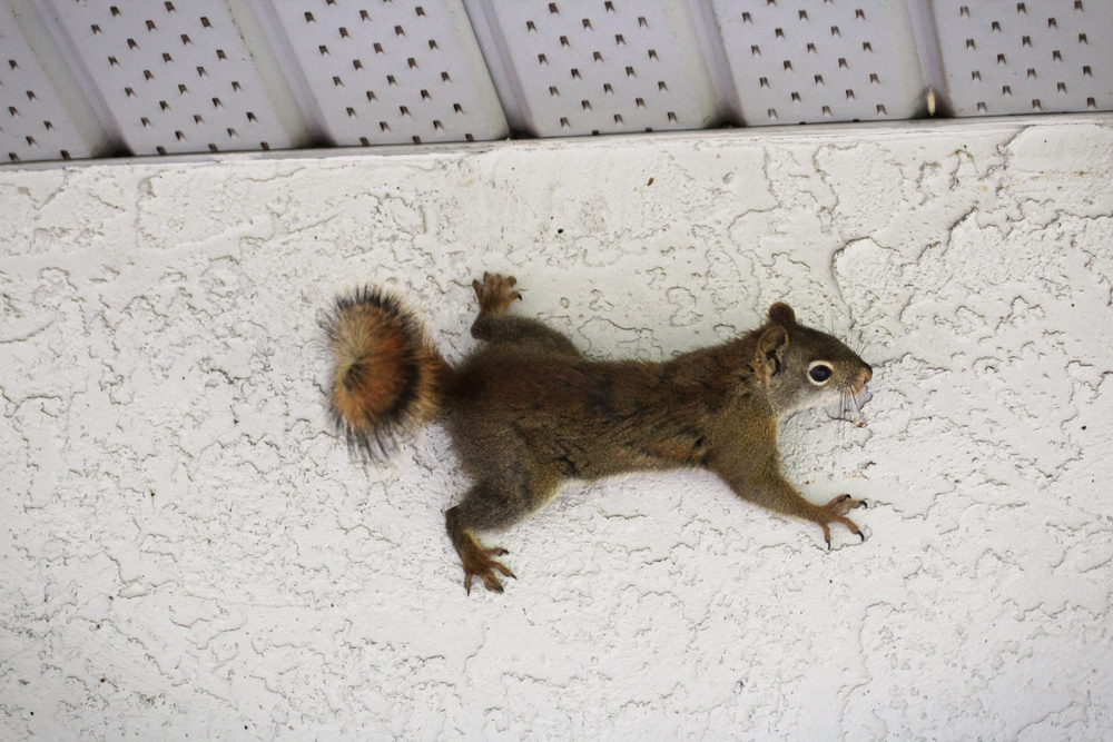 Animal in Attic Removal Cost in 2020 - Wildlife Removal Services of Florida