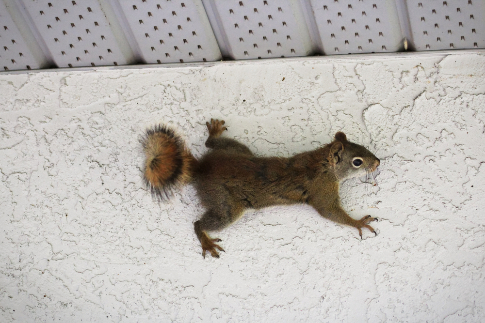 How to Know If There Are Animals in the Attic - Animal Control Specialists