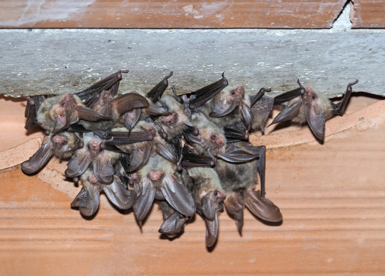 How Do Bats Get in the House? KP Wildlife Control