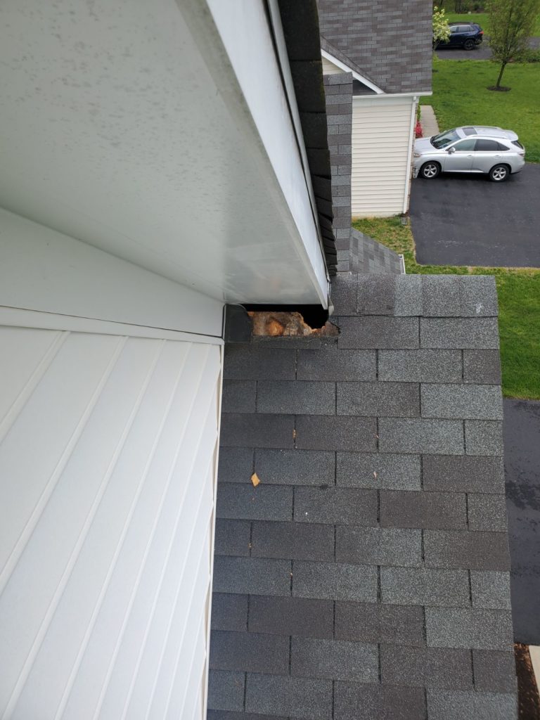 pest roof damage KP Wildlife Control