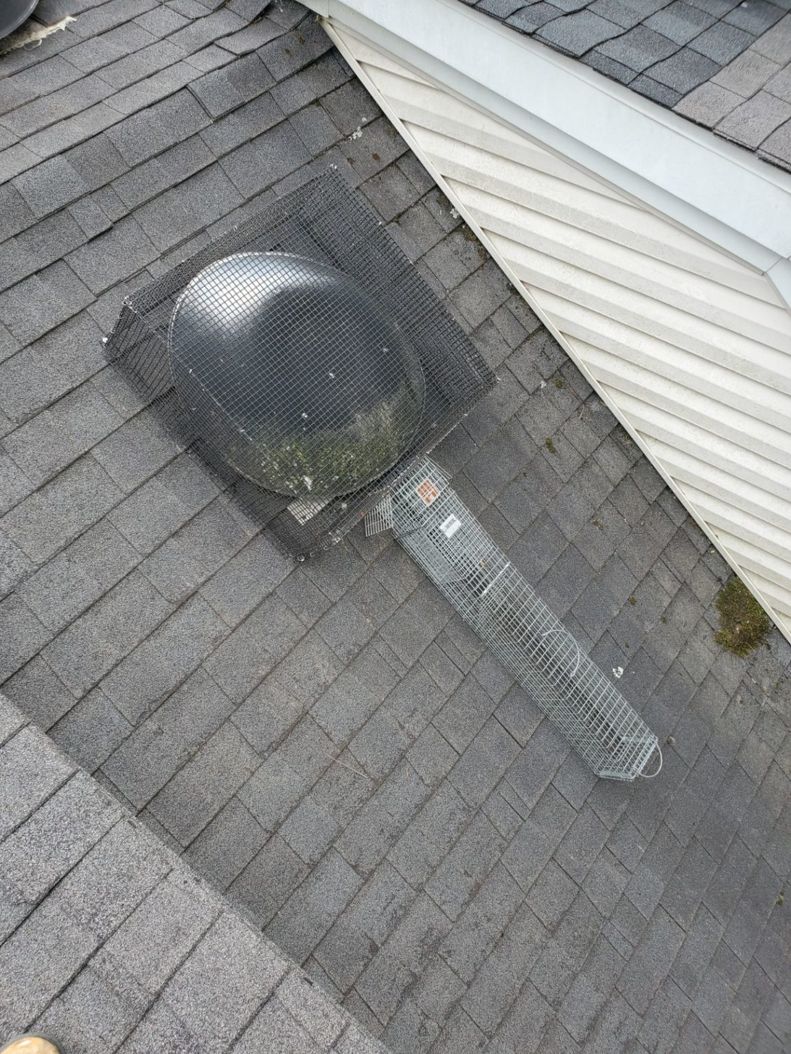 roof trap for pests KP Wildlife Control