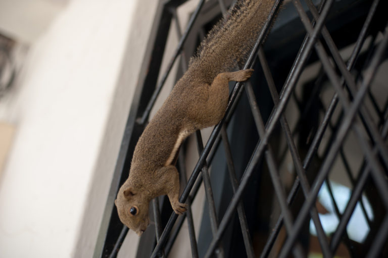 Annapolis MD squirrel removal company