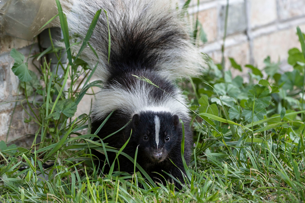 skunk near home in the grass