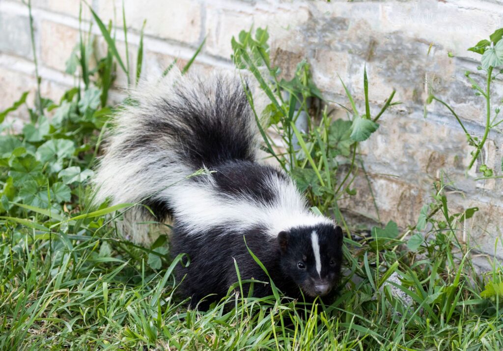 How to Keep Skunks Away from Your Property