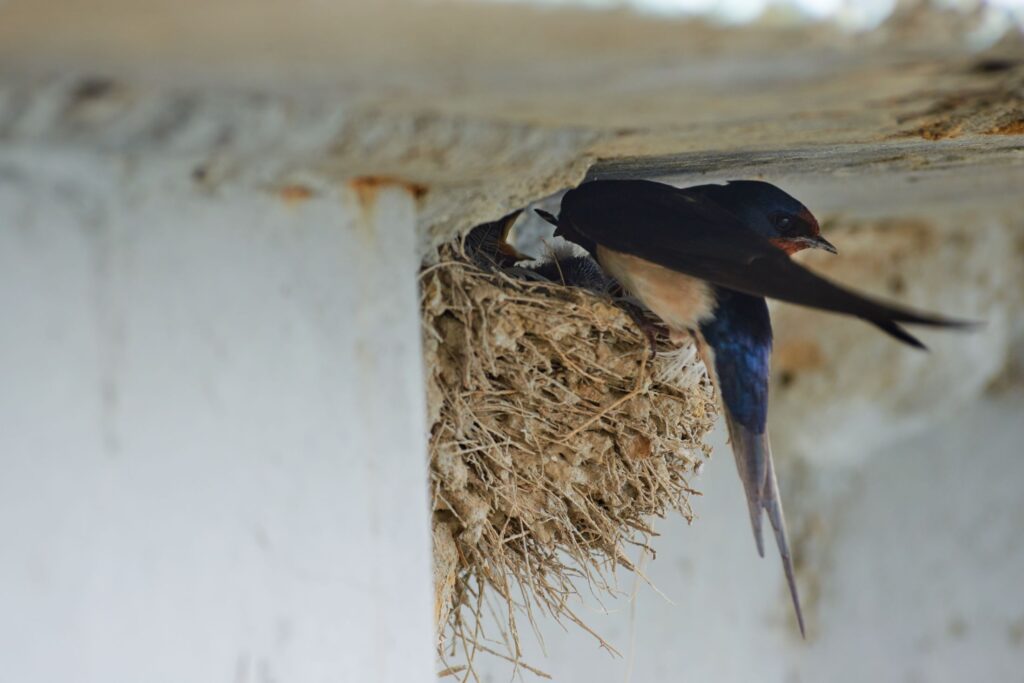 Some Tips to Keep Birds From Nesting in Your Home