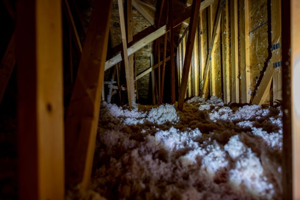 Why Do Bats, Birds, Squirrels, and Other Animals Love Attics