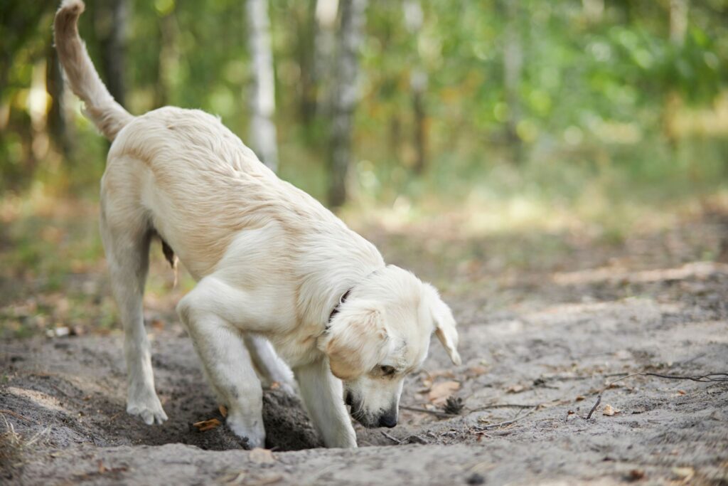 5 Signs You Have an Animal on Your Property