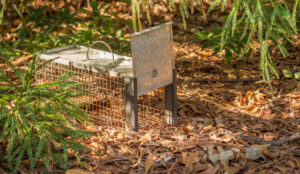 Humane live animal trap. Pest and rodent removal cage. Catch and release wildlife animal control service.
