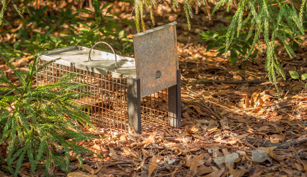 Humane live animal trap. Pest and rodent removal cage. Catch and release wildlife animal control service.