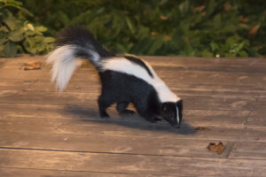 Skunk in Backyard Patio