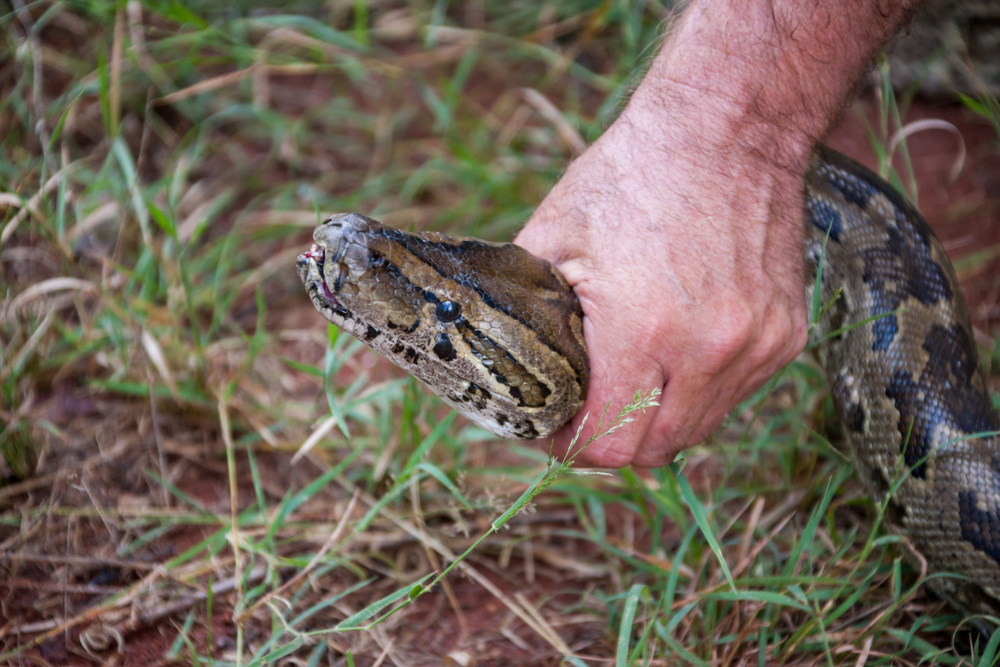 Caucasian man removing a snake from a private garden Africa, Botswana, giant python