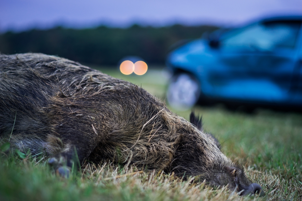 Wildlife accident dead wild boar on meadow car with total loss and headlights of an upcoming car in the background in the twilight