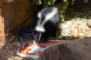 View of a cute skunk eating its meal