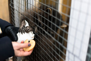 the raccoon in the cage pulls the food out of hands