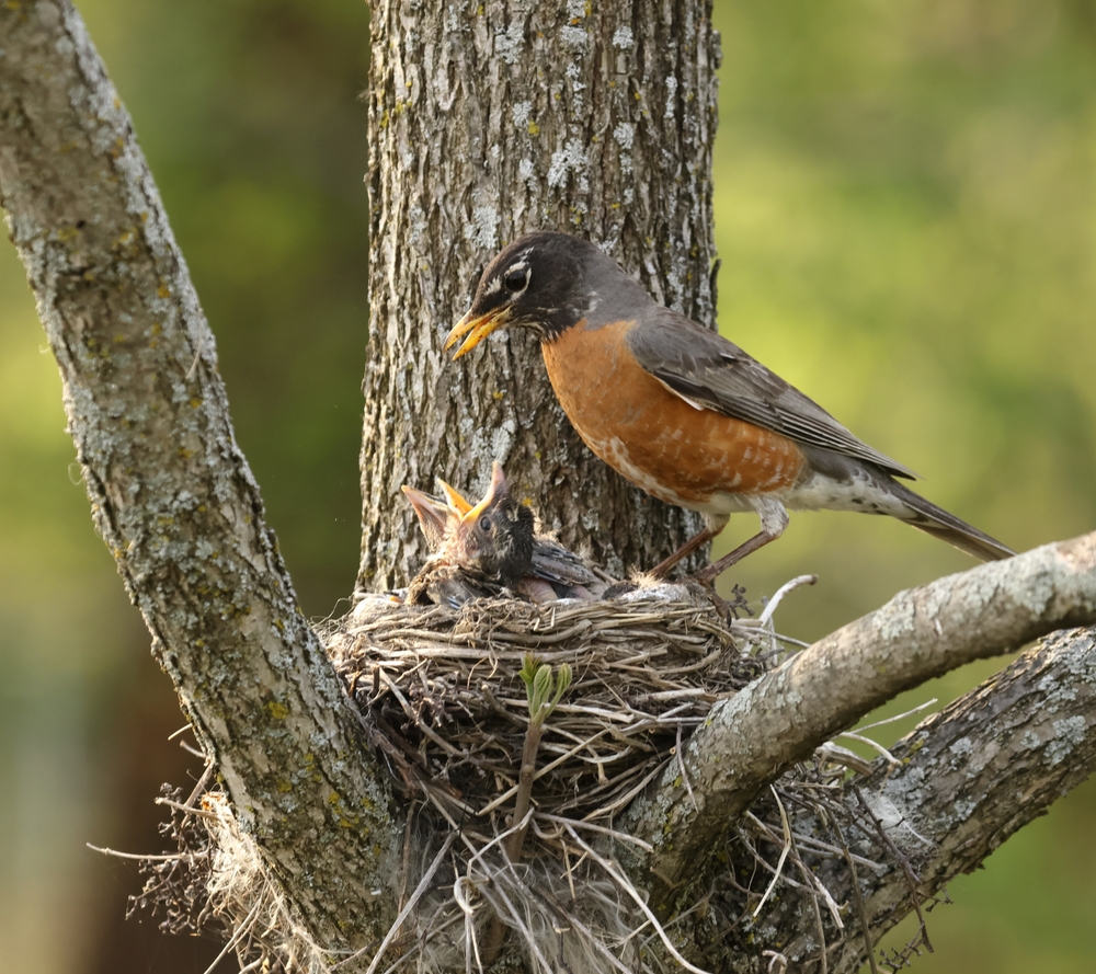 american robin nesting with chicks