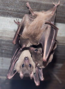 How to Protect Your Home From Bats, Birds, and Small Animals
