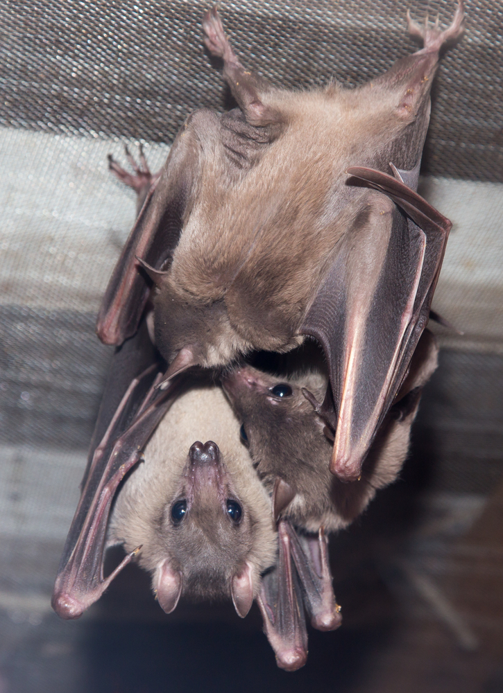 How to Protect Your Home From Bats, Birds, and Small Animals