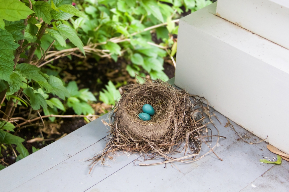 Bird Nesting Problems When to Call a Wildlife Removal Expert 