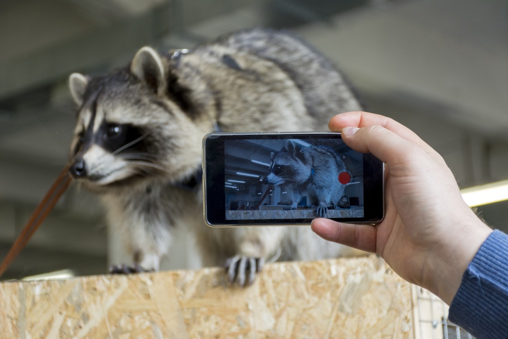 5 Raccoon Removal Questions Homeowners Ask