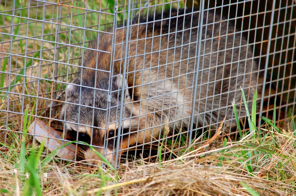 Dangerous Critters that Require Professional Removal