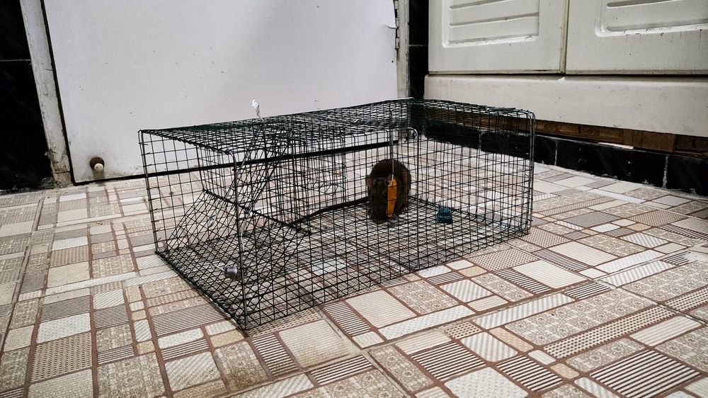 Making Your Maryland Home Safe From Outside Critters